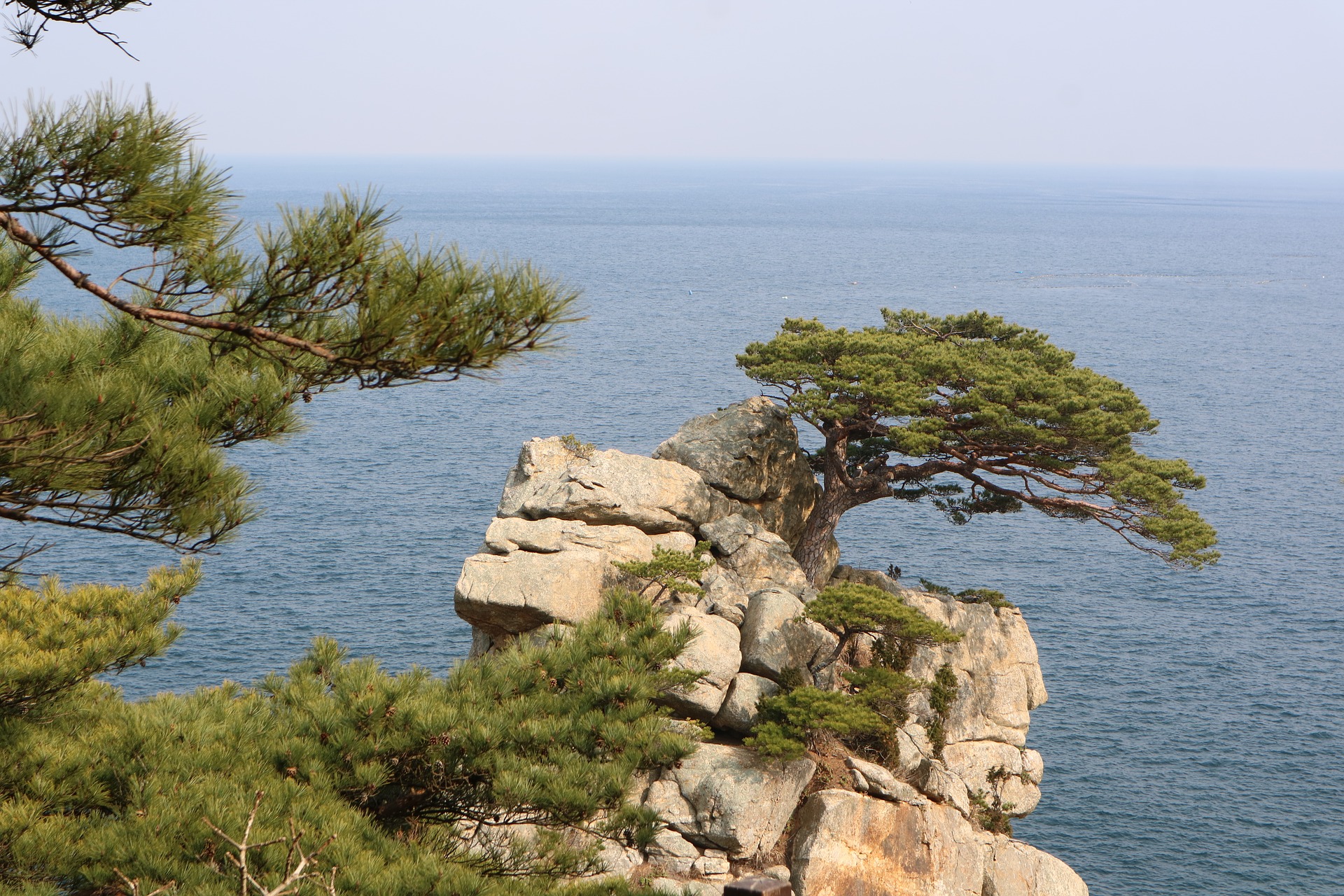 해송